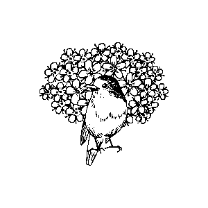 robinnorris logo data 02