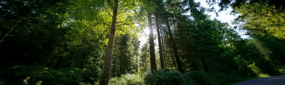 forest2